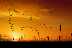 colorful wetlands sunset