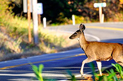 Deer.jpg