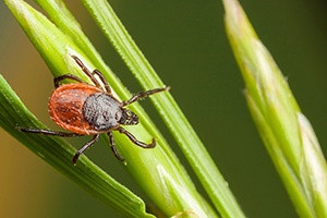 Tick Safety 101 - FB.jpg